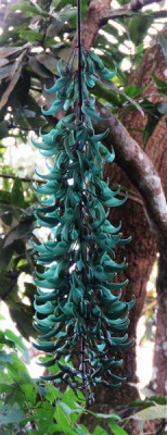 Le inflorescences de la liane de jade sublimes en ce moment!