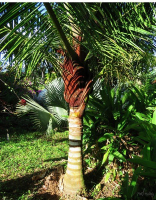 Le Dypsis lastelliana planté le 22 12 2012.