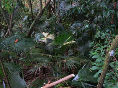 Extraordinaire! Dans le sous-bois découverte d'un Coccothrinax bardadensis à feuilles panachées! C'est la première fois que j'en découvre un!