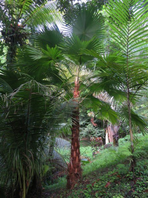 Saribus rotondifolius ex Livistona rotondifolia planté le 24 02 2016.