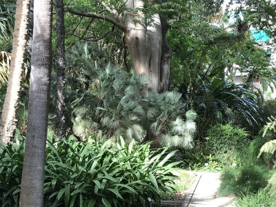 Chamaerops humilis (3).JPG