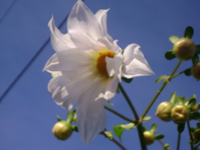 DSC03426 Dalhia arborea alba.jpg