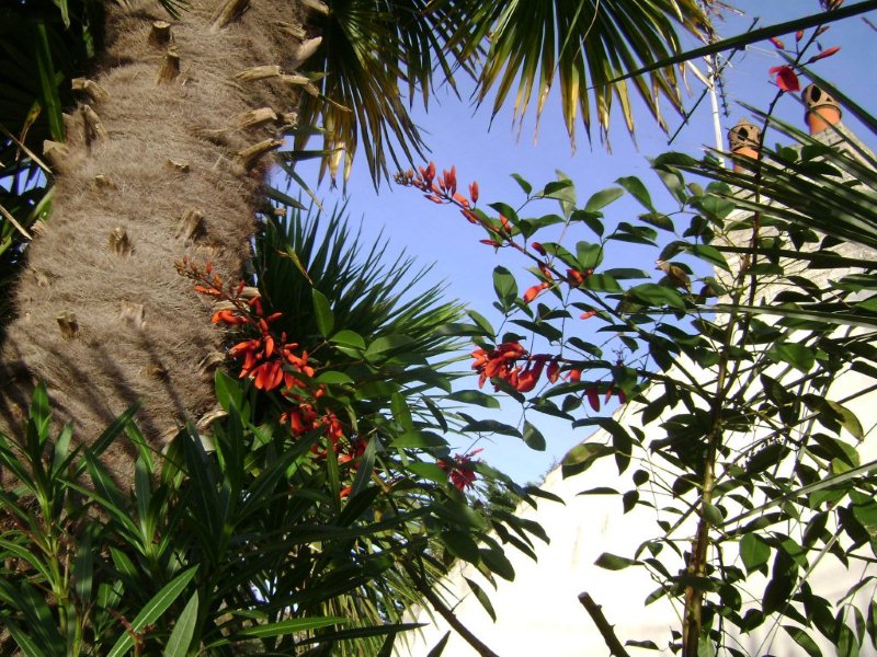 DSC03428 Un 13 nov. 2011 et encore des fleurs de Erythrina crista-galli.jpg