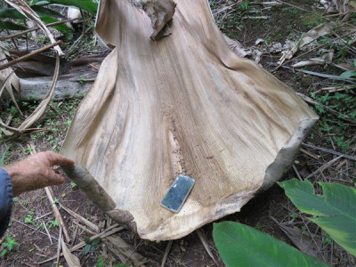 La base foliaire du Roystonea regia est immense! Je m'en sers pour couvrir les tas de lianes que je veux faire crever!