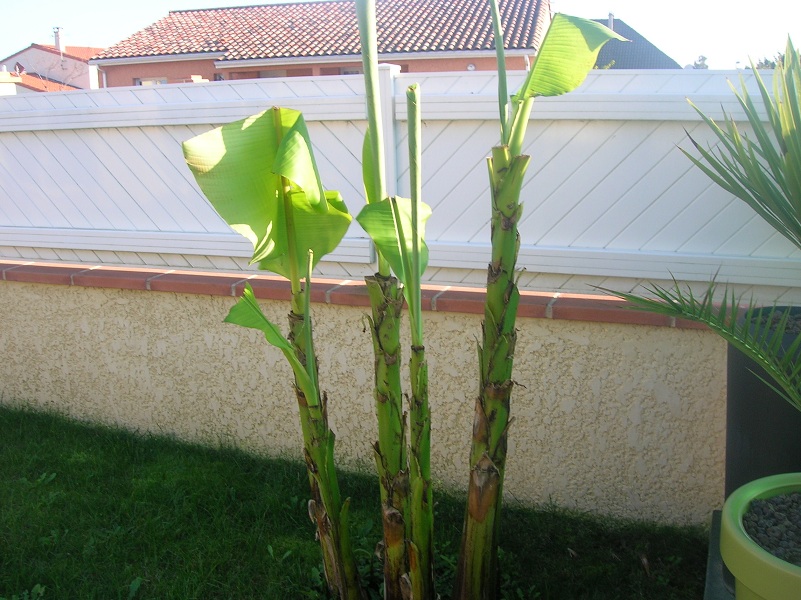 protection ou pas ?