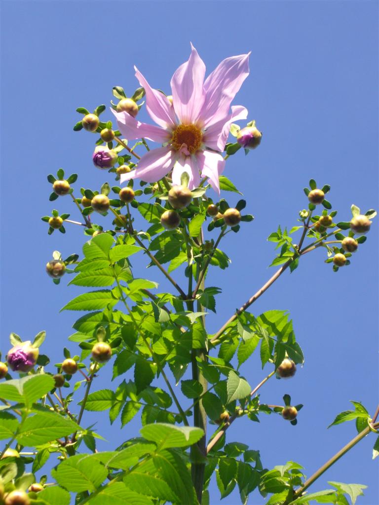 Dahlia imperialis 2011