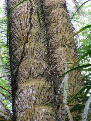 Le Bactris gasipae nommé parépou en Guyane française a des fruits comestibles qui sont bouillis pour leur consommation.On en tire aussi une huile utilisée en cosmétologie.