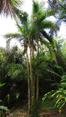 Le Bactris gasipae du bassin amazonien, est un palmier domestique qui ne se trouve que là où l'homme est installé. Très rarement il peut-être dépourvu d'épine. J'ai le bonheur d'en avoir un spécimen.