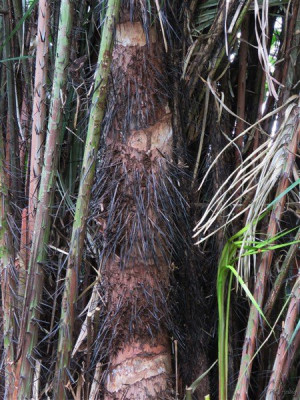 Astrocarium vulgare a des grandes épines. En Guyane il est connu sous le nom d'awara et ses fruits entrent dans la composition d'un délicieux bouillon consommé le jour de Pâques. On en tire aussi du beurre et de l'huile.