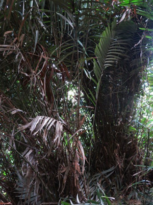 Les Salacca zalacca d'Indonésie sont des palmiers très épineux et cespiteux et qui donnent de délicieux fruits comestibles!
