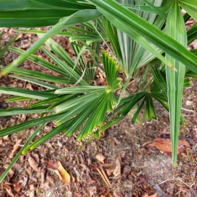 Trachycarpus fortunei  (1) (Copier).jpg