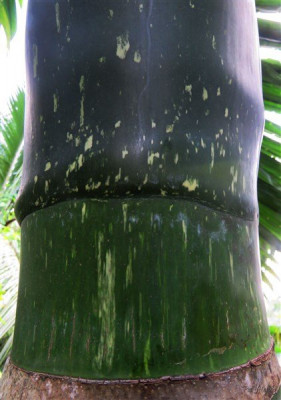 Et ses bases foliaires bien particulières.