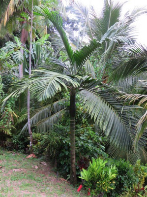 Le Chambeyriona macrocarpa 'water melon' planté le 30 05 2015.