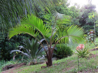 Le Pigafetta elata planté le 16 06 2022 à l'état de plantule...C'est vraiment le plus rapide!