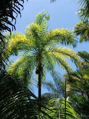 Le magnique panache de la couronne du Bactris gasipae spineless et monocaule!.