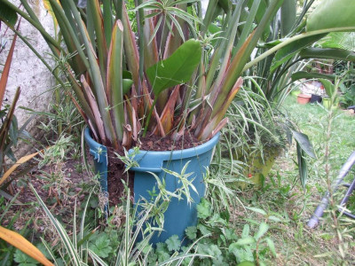 le strelitzia m'a juste explosé le pot cet été avec ses racines