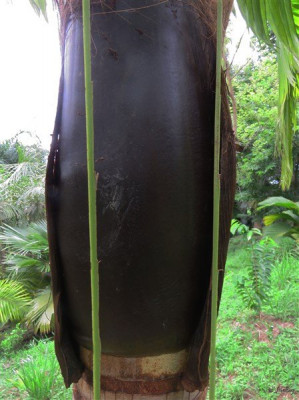 Le manchon foliaire du  Neoveichia storckii des Fidji.