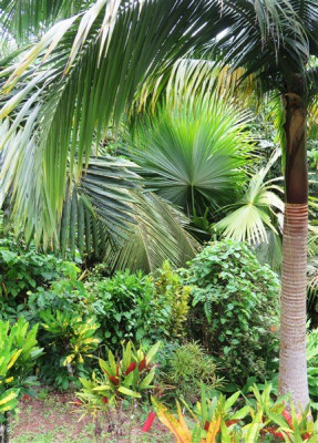 Le Satakentia liukiuensis à droite et en face les énormes feuilles palmées du Tahina spectabilis.