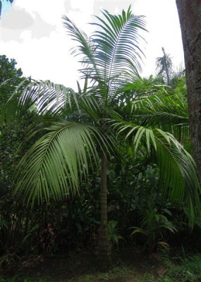 Le Deckenia nobilis des Seychelles planté le 02 01 2013.