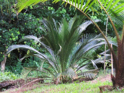 Macrozamia planté le 03 12 2014 à l'état de plantule.