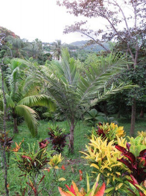 Aujourd'hui,l'Allagoptera caudescence le palmier de Bahia