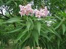 Chitalpa Pink Dawn.jpg