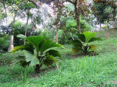 Les Phoenicophorium borsigianum des Seychelles plantés le 27 11 2017.
