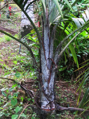 Le stipe du Nephrosperma vanhouteanum planté le 29 03 2015.