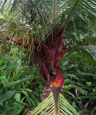 Le Dypsis lastelliana aux manchons foliaires particulièrement colorés!