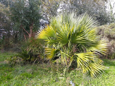 20231103_125759.jpg (262.3 Kio) Vu 2863 fois Sabal bermudana pousse tranquillement