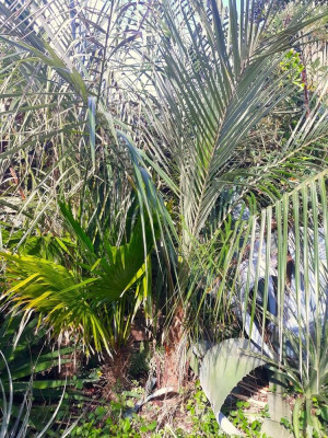 Parajubaea sunkha et Trithrinax brasiliensis qui doit être le plus lent de mes palmiers