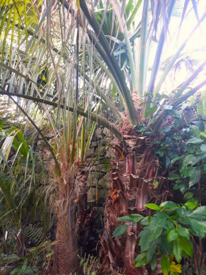 Brahea edulis, Parajubaea et derrière un Livistona australis(très agressif les épines de pétioles), le mur fait 1.70m.