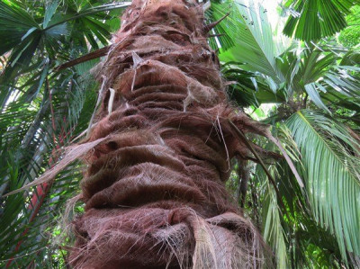 Le ---- du nord-est du Queensland au jeune stipe magnifique avec son manteau de fibres des bases foliaires restées accrochées  !