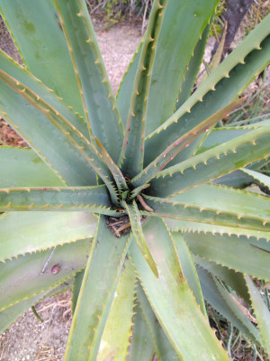 Aloe (3).jpg