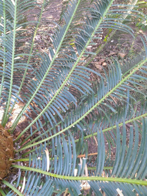 Cycas2 (1).jpg