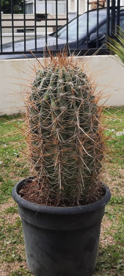 Cactus sans identification
