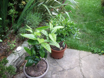 DSCF7010bis.jpg