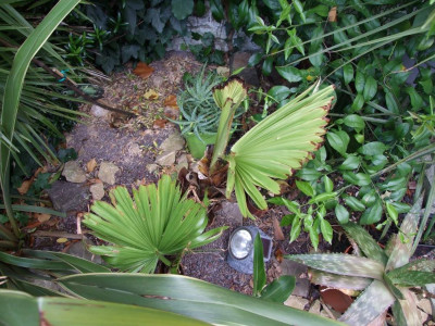 DSCF7012bis.jpg