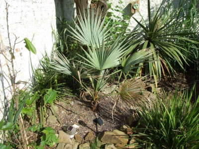 DSCF7017bis.jpg