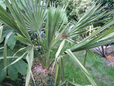 DSCF7026bis.jpg