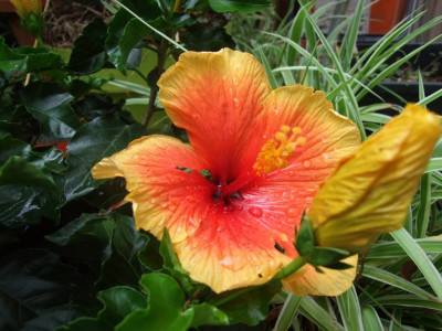 DSCF7104bis.jpg