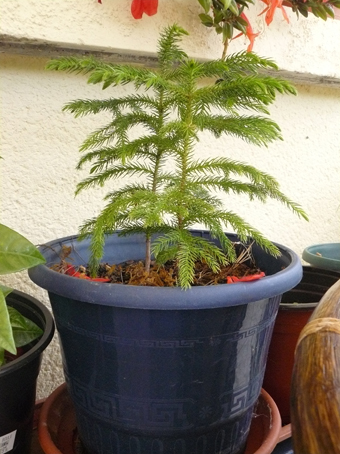 Mes deux Araucaria heterophylla après leur plantation en janvier 2010. Ils font une vingtaine de centimètres de haut.