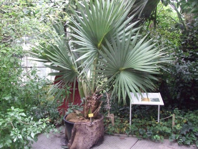 DSCF7293bis.JPG