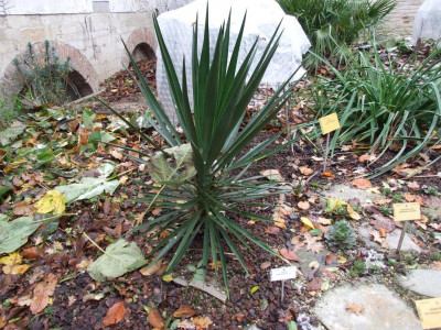 DSCF7409bis.JPG