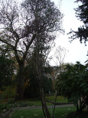 DSCF7471bis.JPG