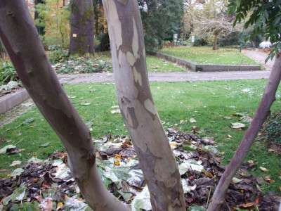 DSCF7468bis.JPG