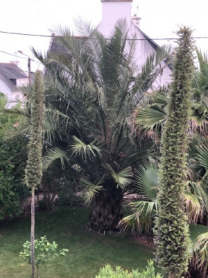 Bujubaea 2024 - Moyenne.jpeg (141.38 Kio) Vu 3370 fois Bujubaea Concarneau 2024