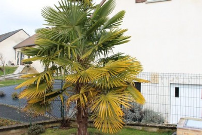 palmier2.JPG