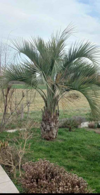 Butias