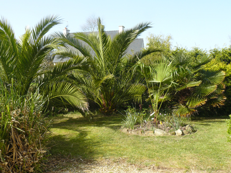 Quelques uns de mes palmiers : Phœnix canariensis, Trachycarpus fortunei et Lisvistonia chinensis.